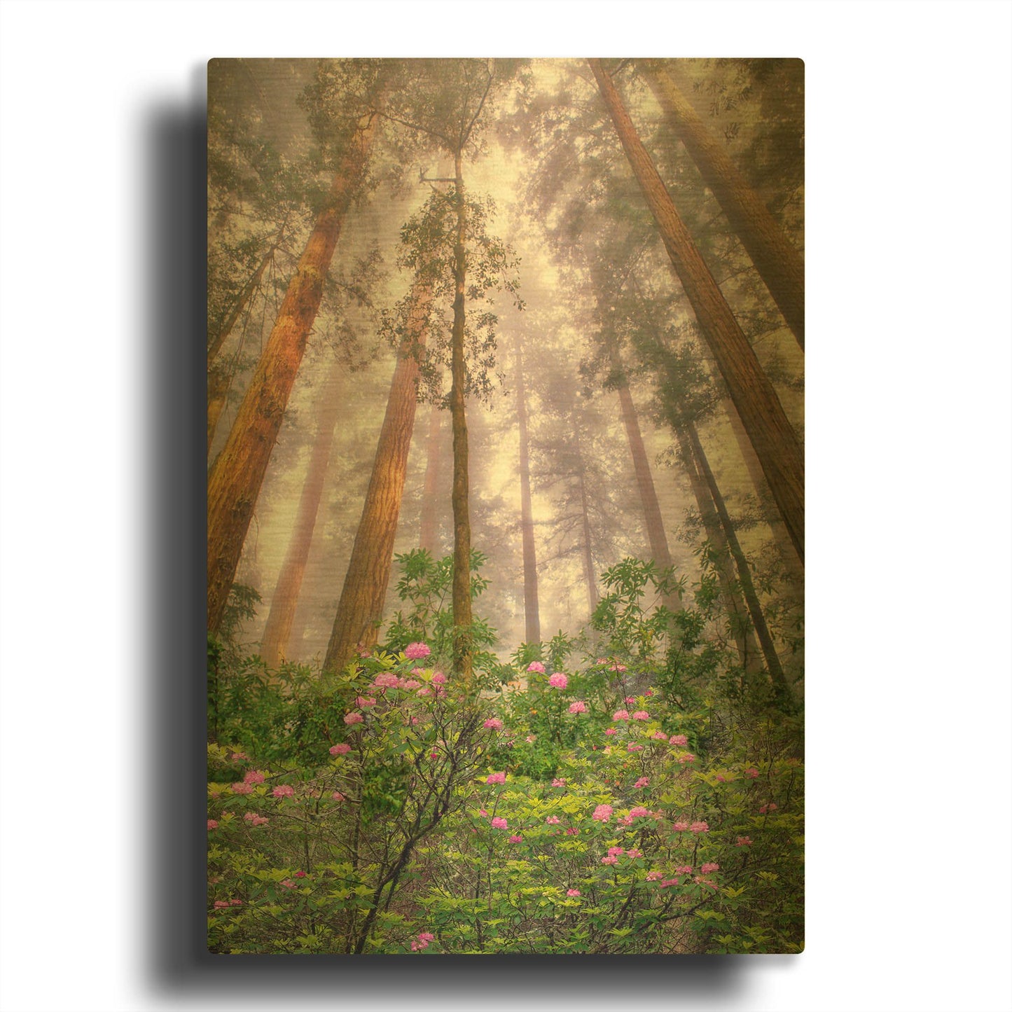 'Look Up' By Dennis Frates Gold Metal Wall Art