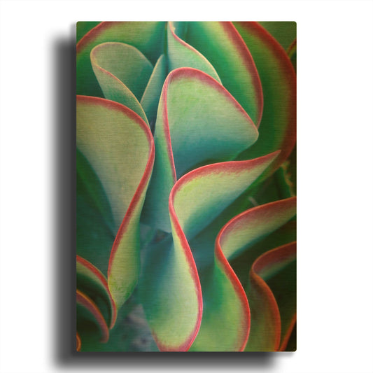 'Succulent VII' By Dennis Frates Gold Metal Wall Art