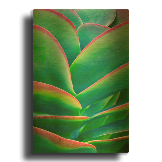 'Succulent VIII' By Dennis Frates Gold Metal Wall Art