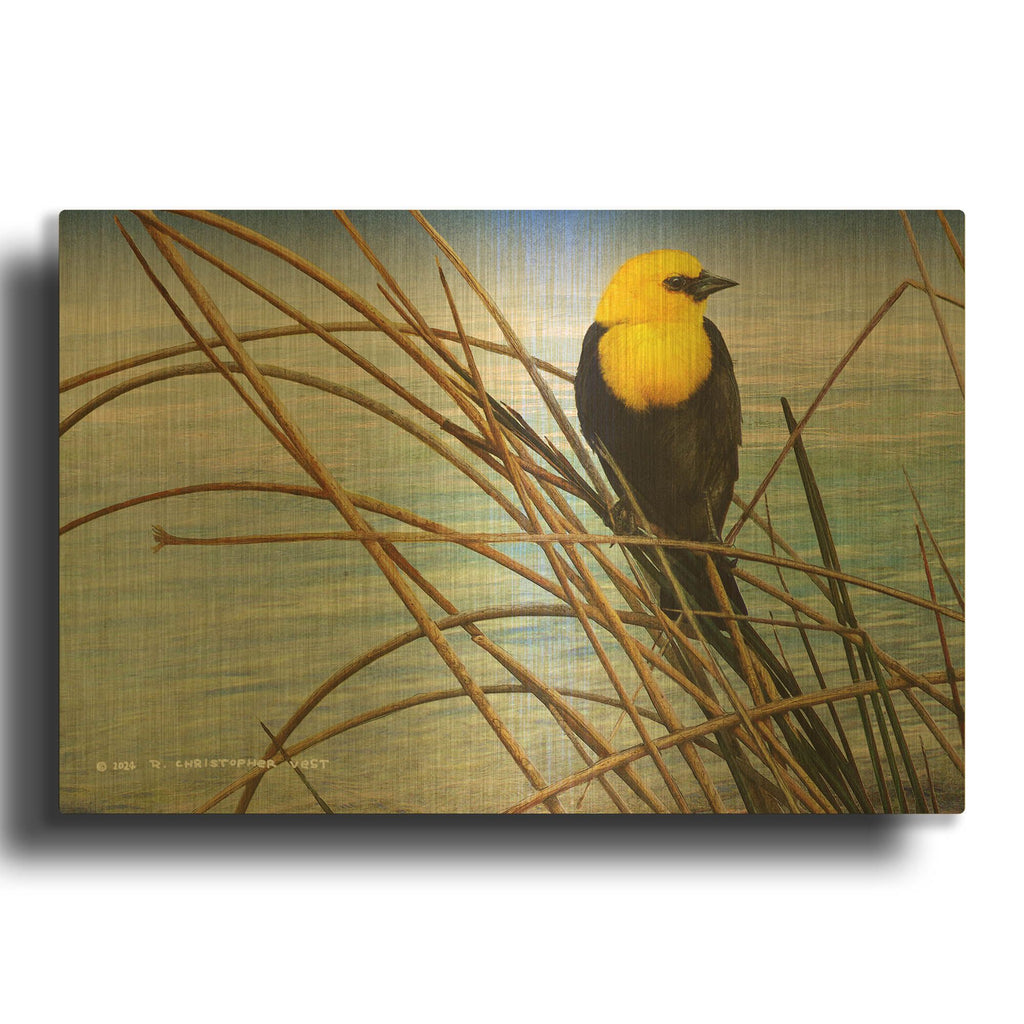 'Yellow Headed Blackbird' By Chris Vest Gold Metal Wall Art