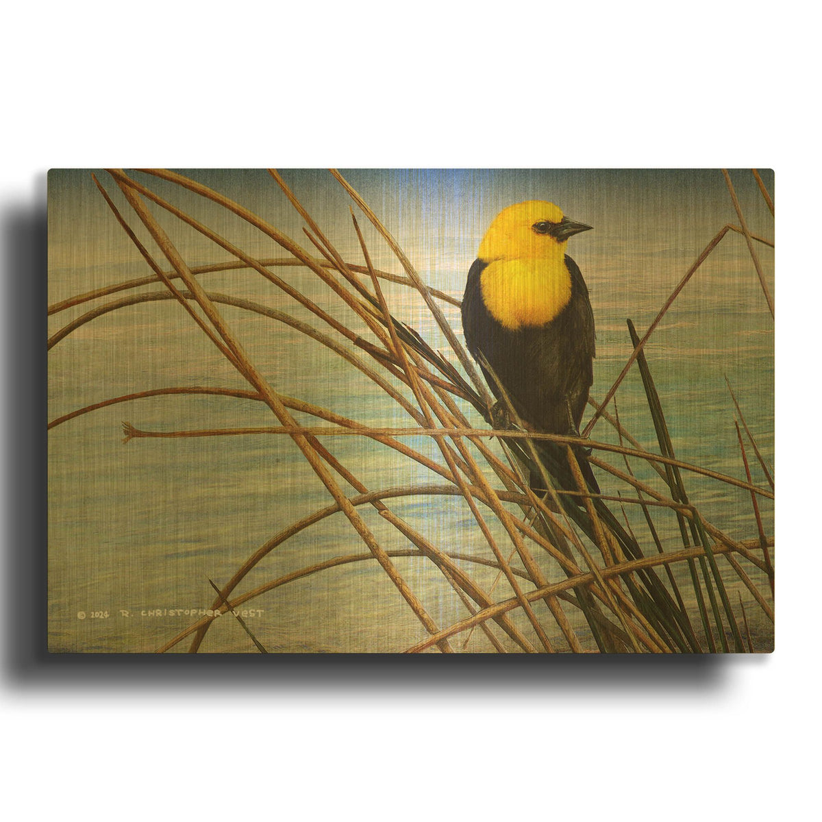 'Yellow Headed Blackbird' By Chris Vest Gold Metal Wall Art