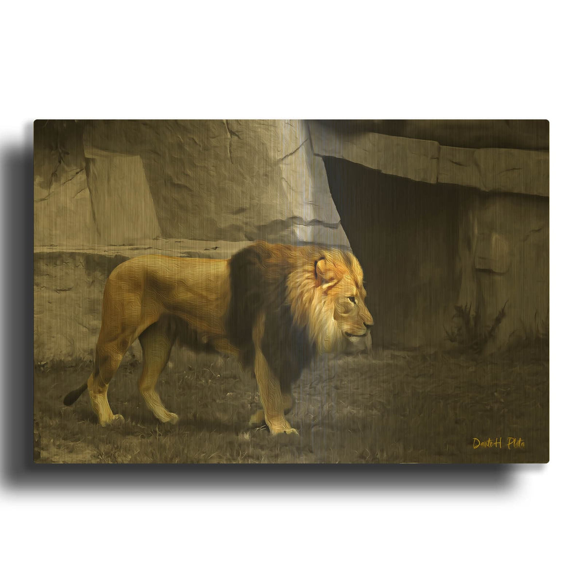 'Lonely Lion' By Dante Plata Gold Metal Wall Art