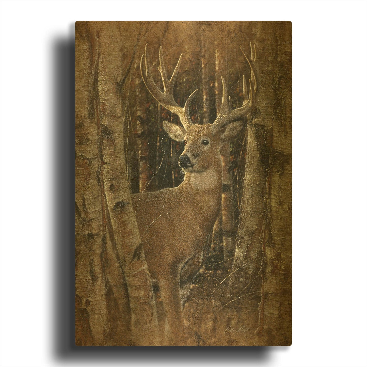 'Birchwood Buck' By Collin Bogle Gold Metal Wall Art