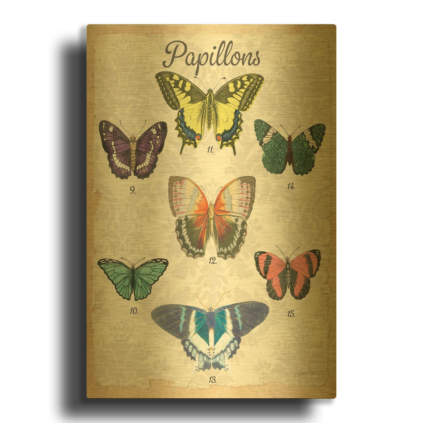 'Beautiful Papillon Study B' By Jean Plout Gold Metal Wall Art