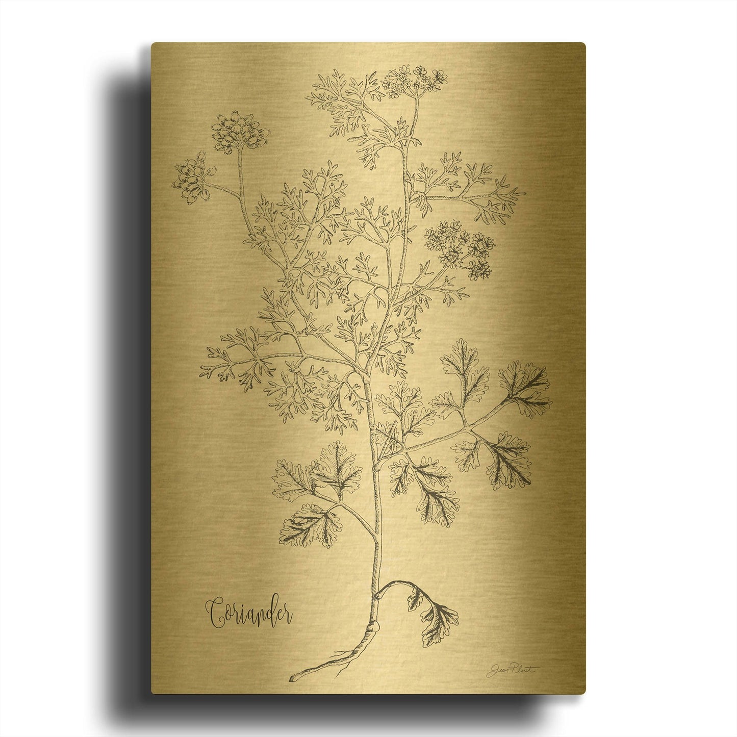 'Botanical Studies on Paper A' By Jean Plout Gold Metal Wall Art