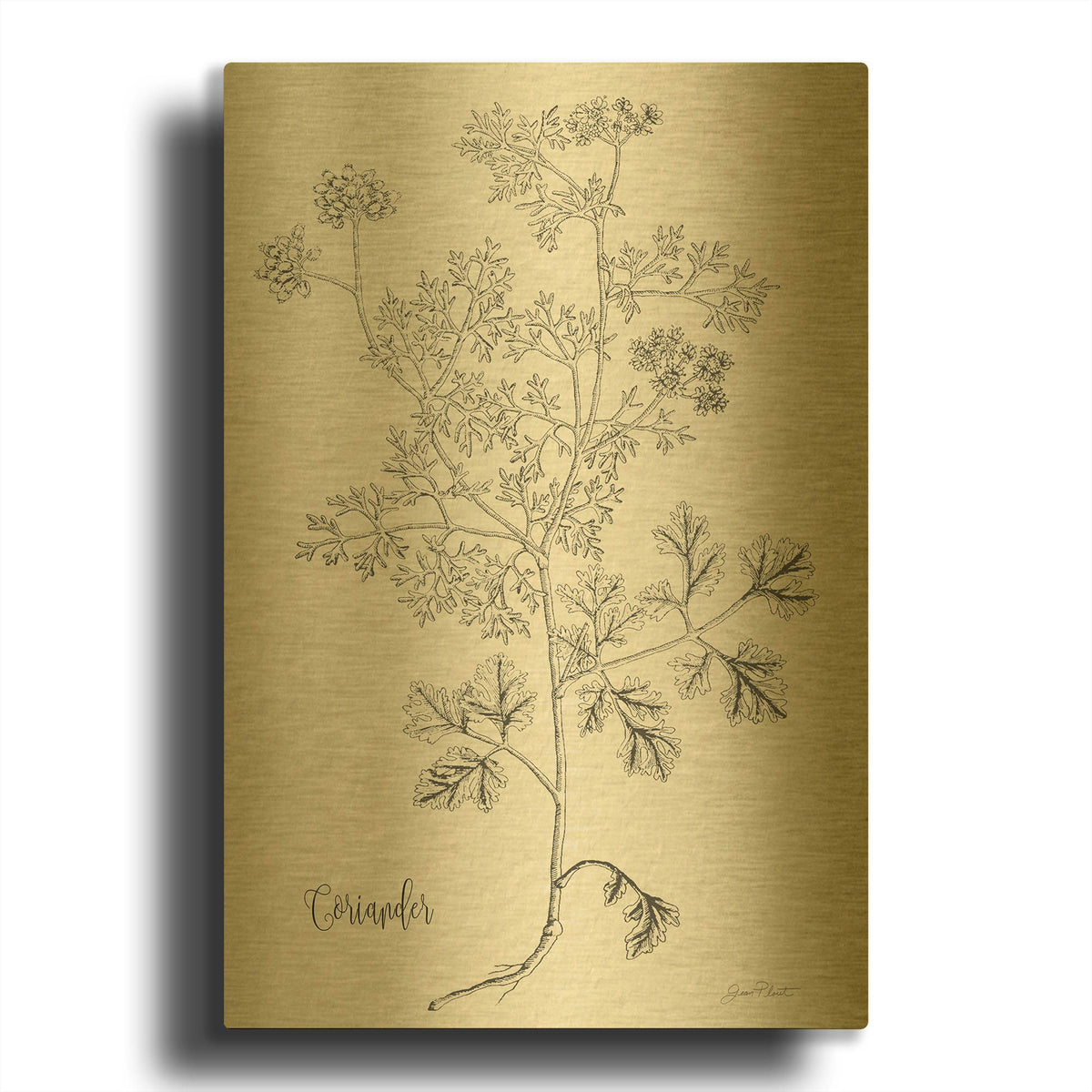 'Botanical Studies on Paper A' By Jean Plout Gold Metal Wall Art