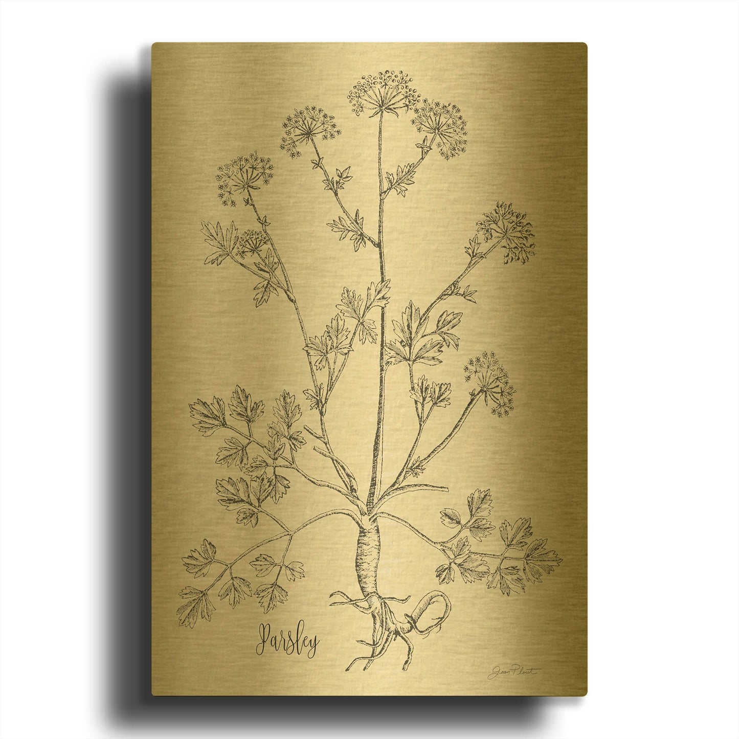 'Botanical Studies on Paper B' By Jean Plout Gold Metal Wall Art