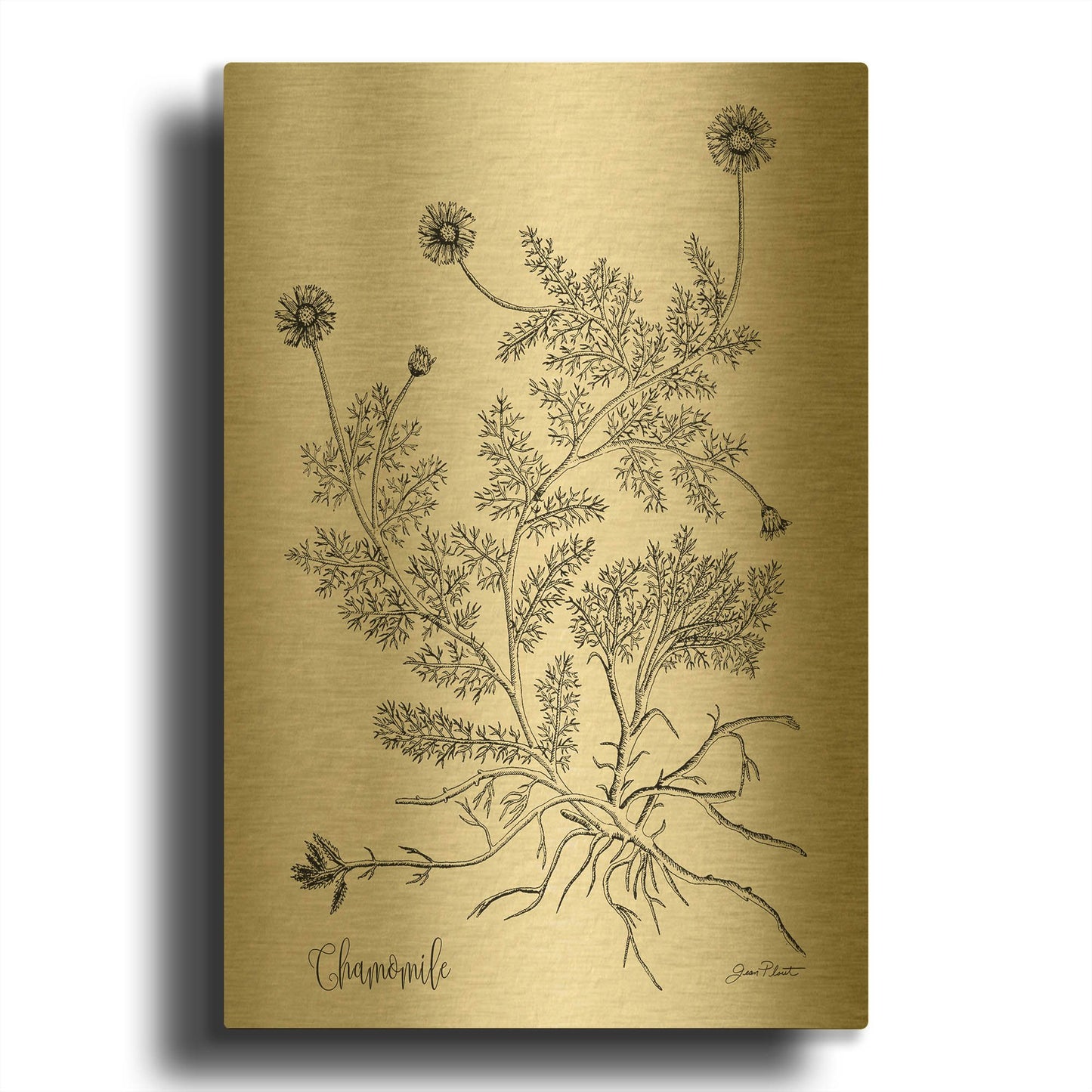 'Botanical Studies on Paper C' By Jean Plout Gold Metal Wall Art