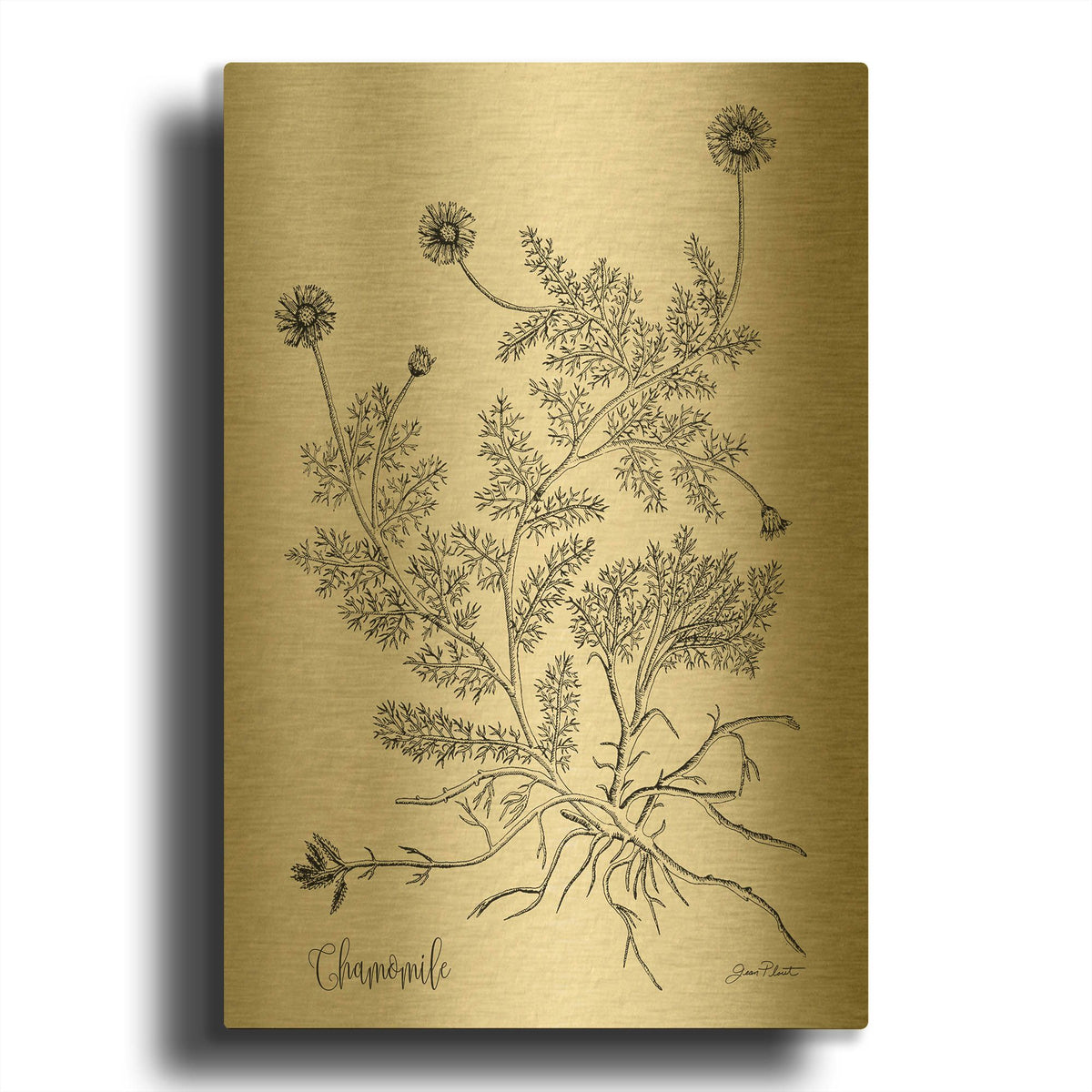 'Botanical Studies on Paper C' By Jean Plout Gold Metal Wall Art