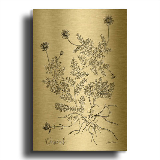 'Botanical Studies on Paper C' By Jean Plout Gold Metal Wall Art