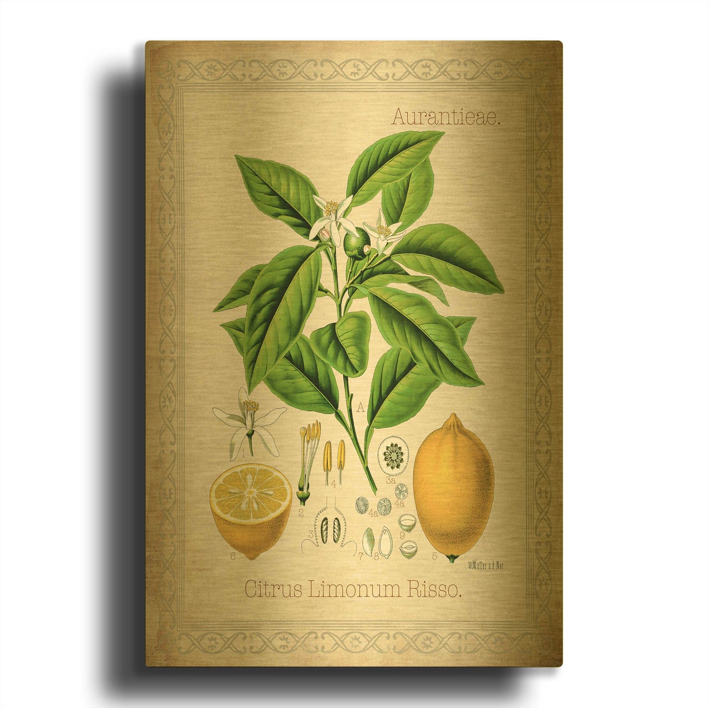 'Citrus Limonum Risso' By Jean Plout Gold Metal Wall Art
