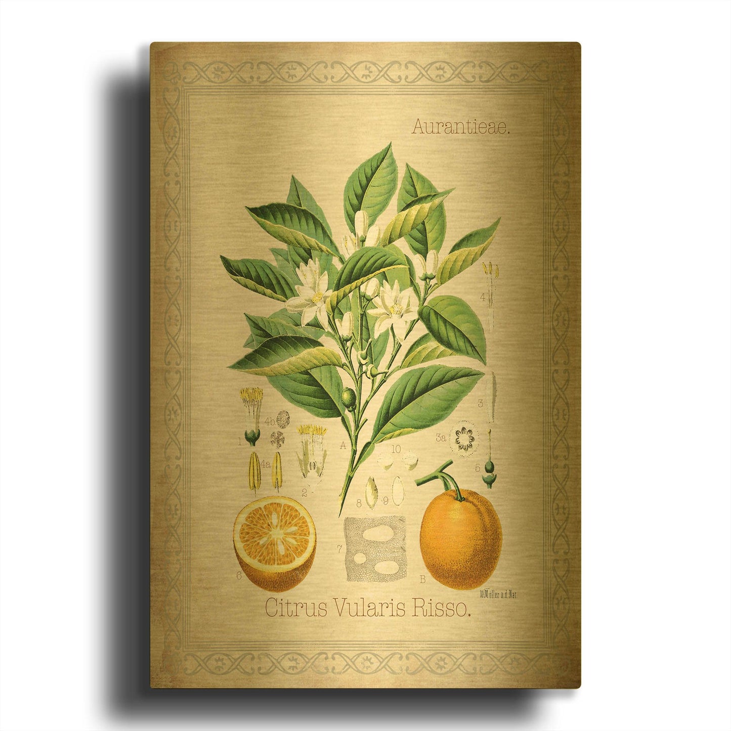 'Citrus Vularis Risso' By Jean Plout Gold Metal Wall Art