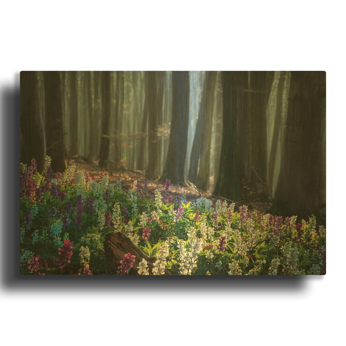'Morning Light Of Spring' By Martin Podt Gold Metal Wall Art