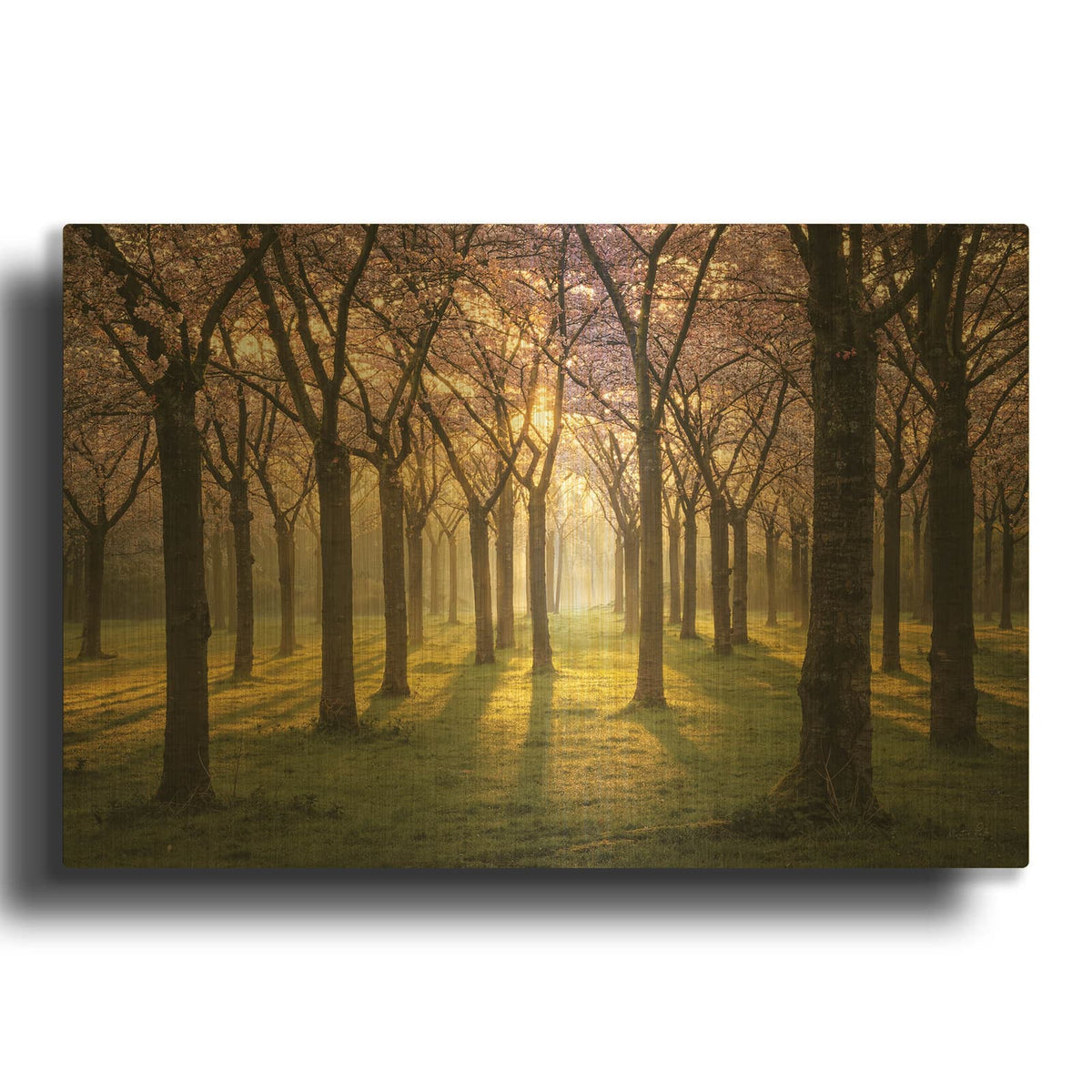 'Cherry Trees In Morning Light 1' By Martin Podt Gold Metal Wall Art