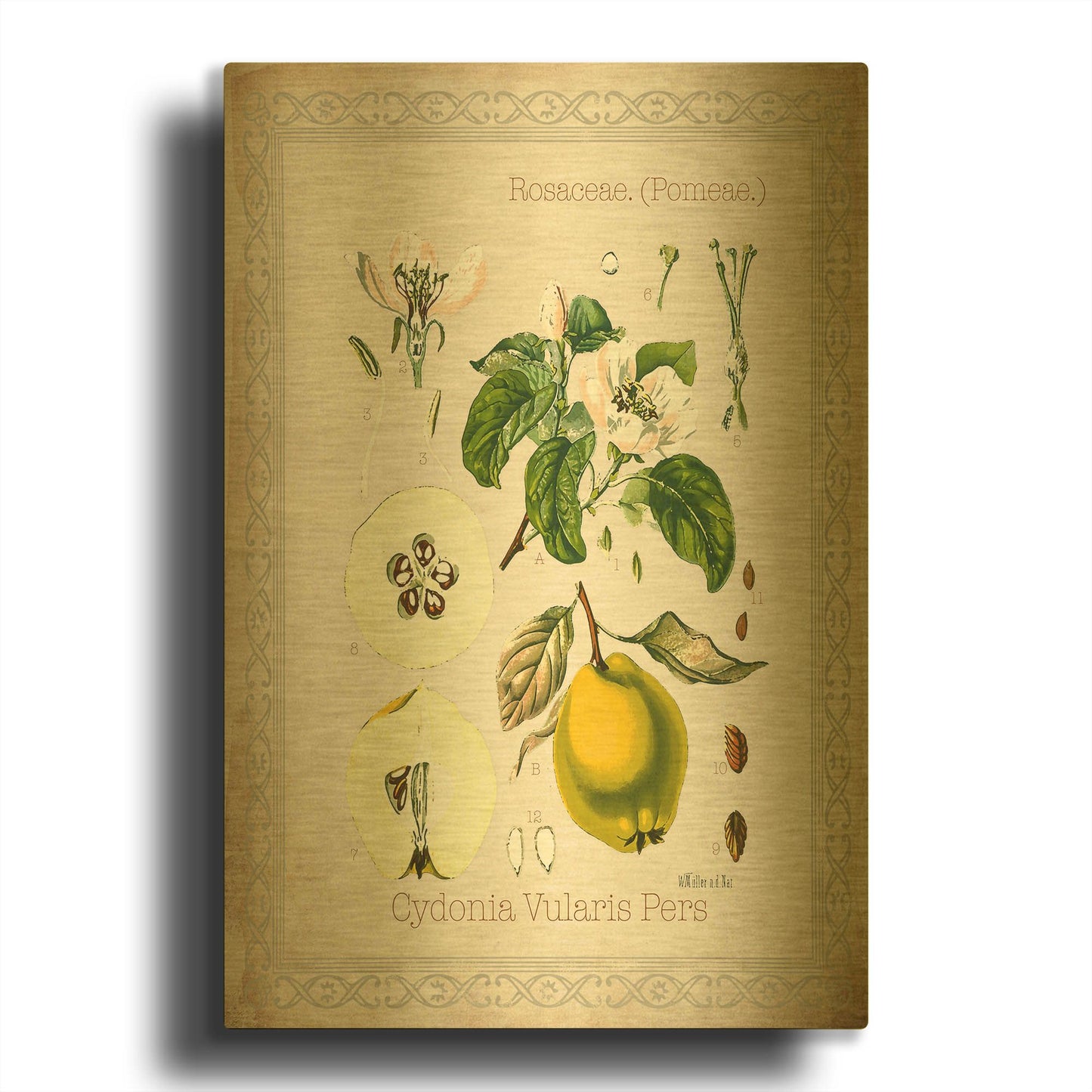 'Cydonia Vularis Pers' By Jean Plout Gold Metal Wall Art