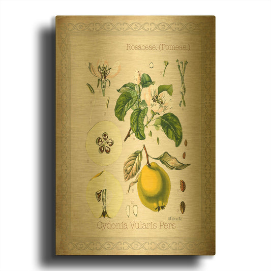 'Cydonia Vularis Pers' By Jean Plout Gold Metal Wall Art