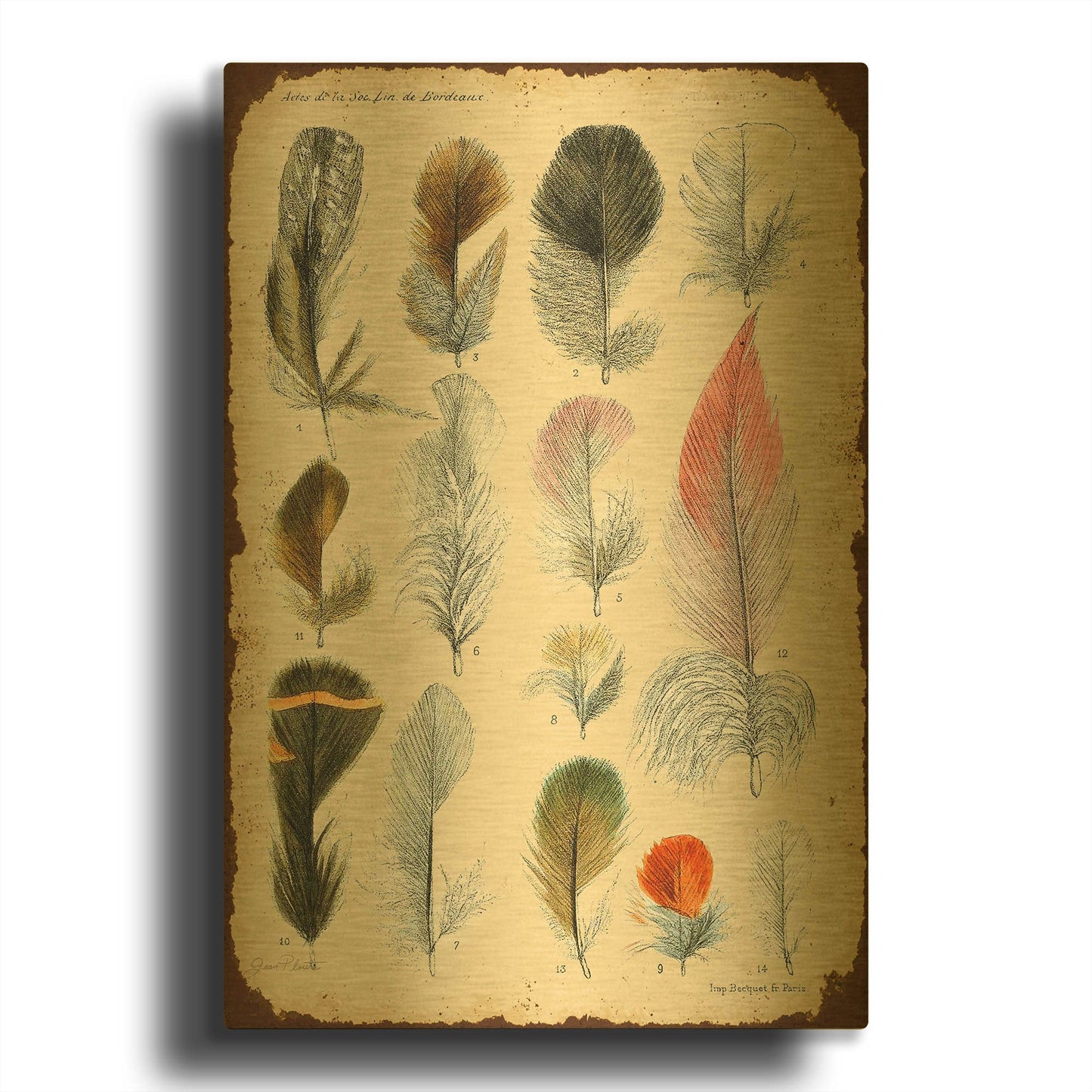 'Vintage Feather Study B' By Jean Plout Gold Metal Wall Art