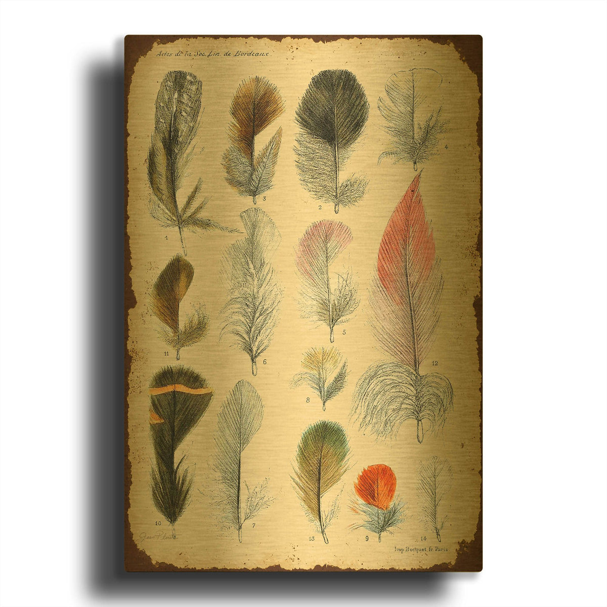 'Vintage Feather Study B' By Jean Plout Gold Metal Wall Art