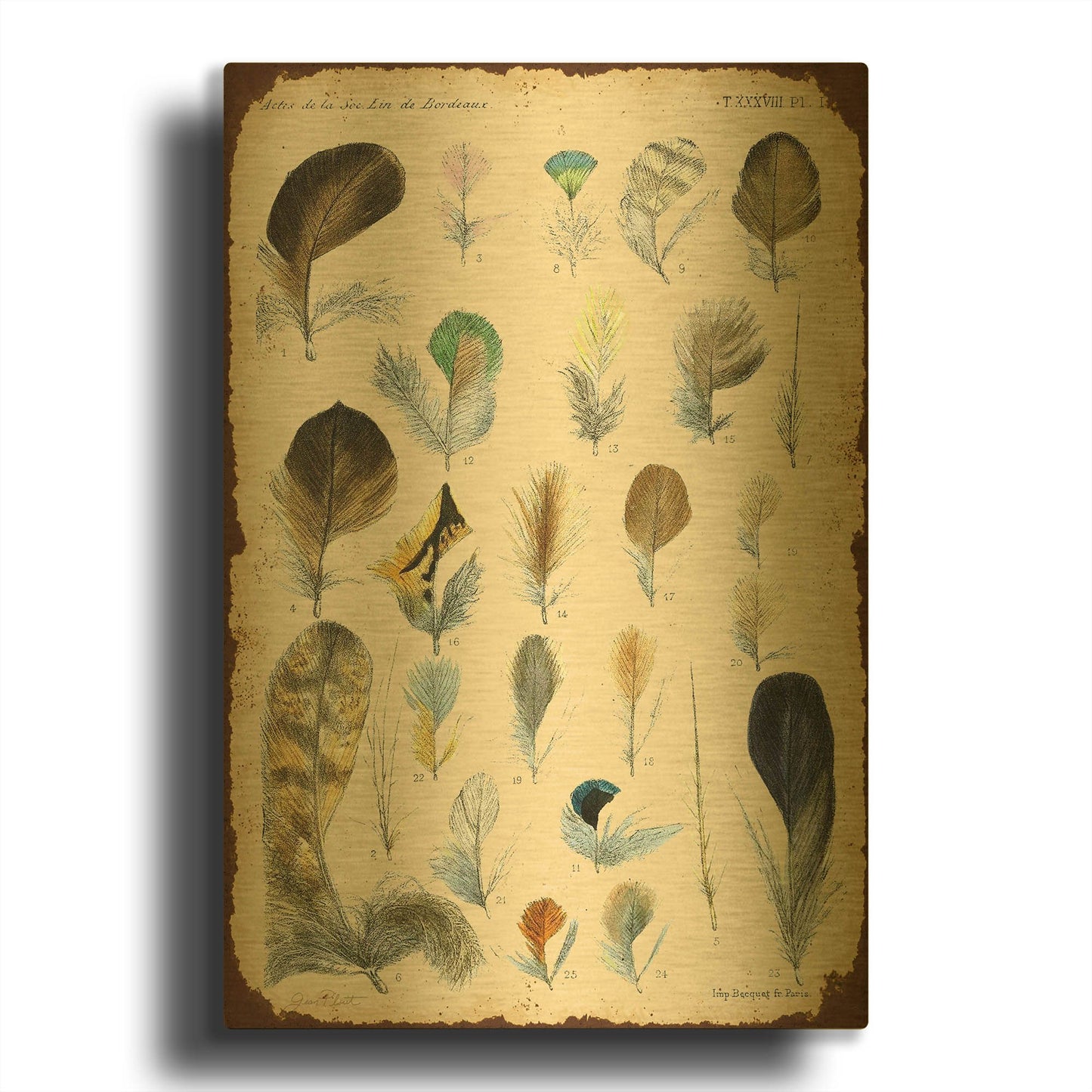 'Vintage Feather Study C' By Jean Plout Gold Metal Wall Art