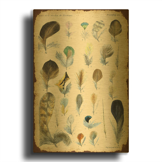 'Vintage Feather Study C' By Jean Plout Gold Metal Wall Art