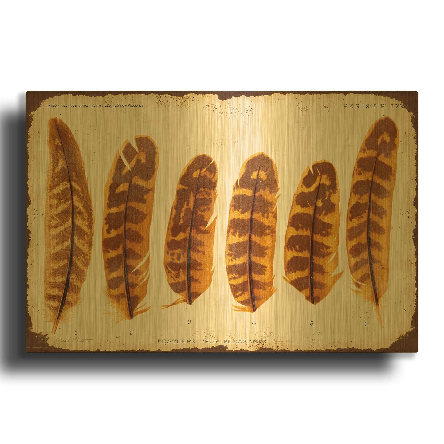 'Vintage Feather Study G' By Jean Plout Gold Metal Wall Art