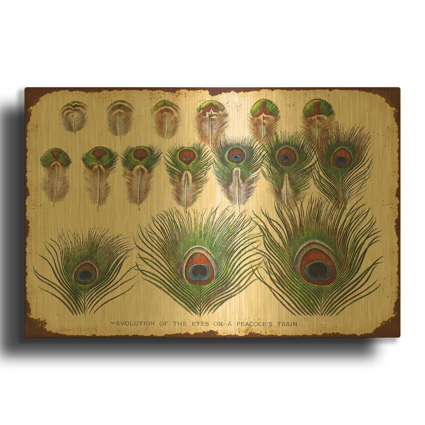 'Vintage Feather Study H' By Jean Plout Gold Metal Wall Art