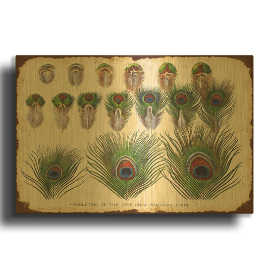 'Vintage Feather Study H' By Jean Plout Gold Metal Wall Art