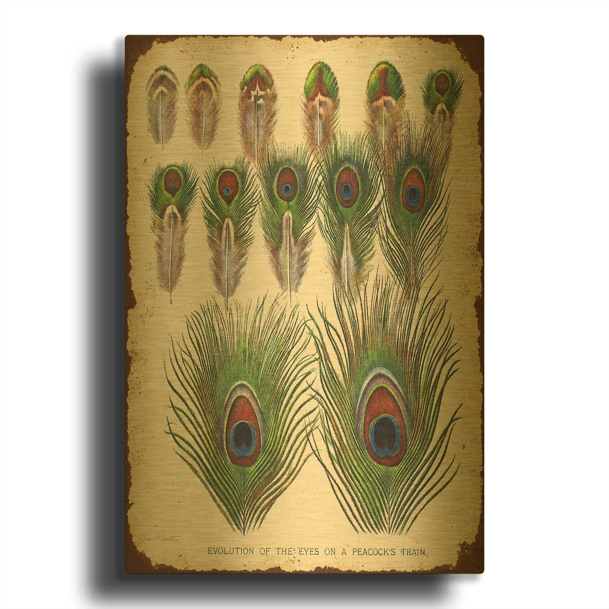 'Vintage Feather Study I' By Jean Plout Gold Metal Wall Art
