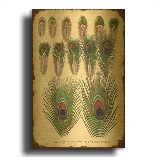 'Vintage Feather Study I' By Jean Plout Gold Metal Wall Art