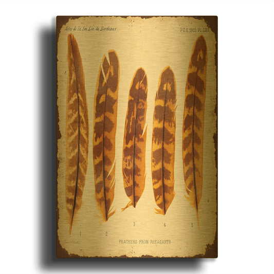 'Vintage Feather Study K' By Jean Plout Gold Metal Wall Art