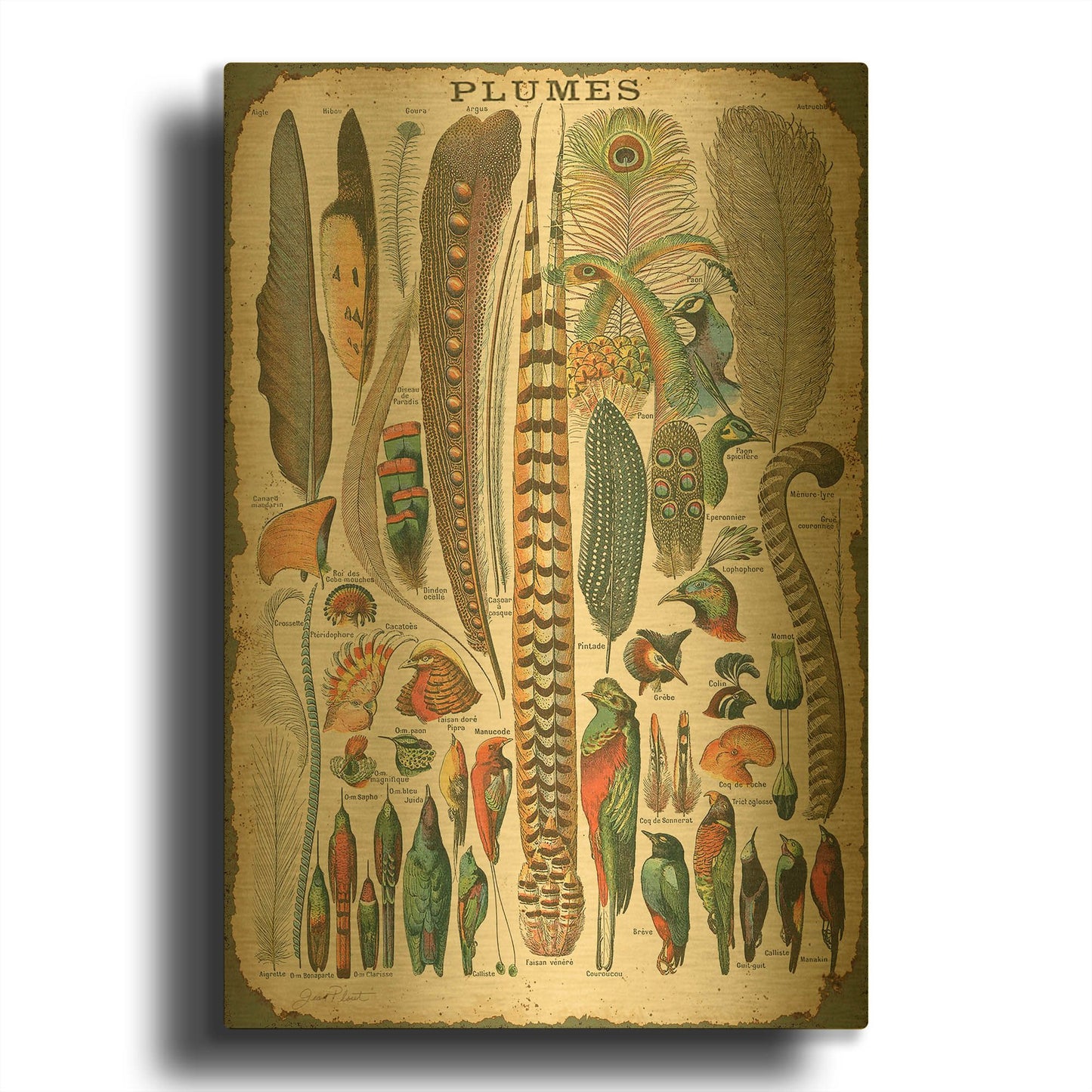 'Feather Plumes A' By Jean Plout Gold Metal Wall Art