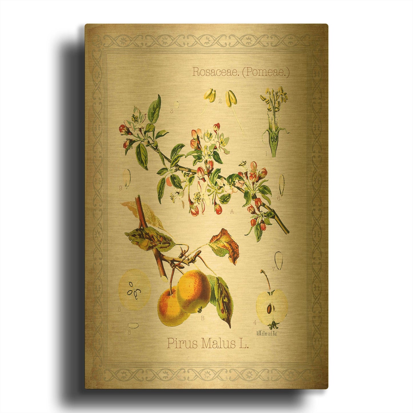 'Pirus Malus' By Jean Plout Gold Metal Wall Art