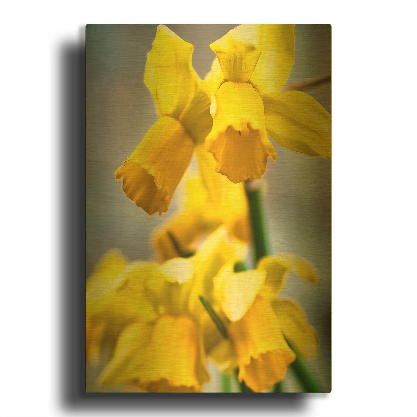 'Spring Daffodils' By Mark A Paulda Gold Metal Wall Art