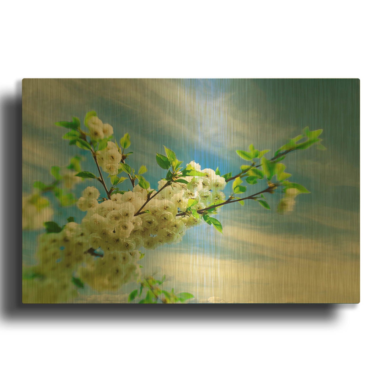 'White Spring Blossoms' By Mark A Paulda Gold Metal Wall Art