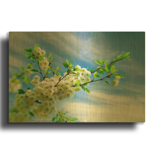 'White Spring Blossoms' By Mark A Paulda Gold Metal Wall Art