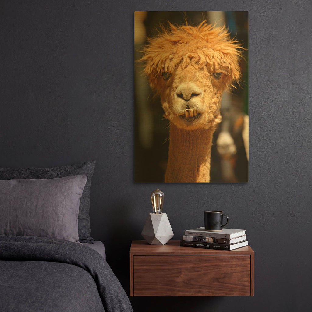 'Alpaca Portrait 0849' By Mike Jones Gold Metal Wall Art
