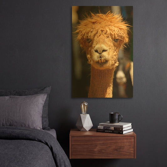 'Alpaca Portrait 0849' By Mike Jones Gold Metal Wall Art