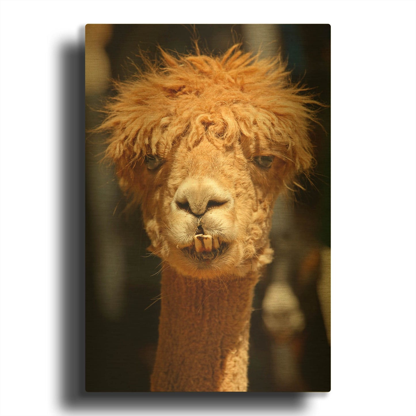 'Alpaca Portrait 0849' By Mike Jones Gold Metal Wall Art