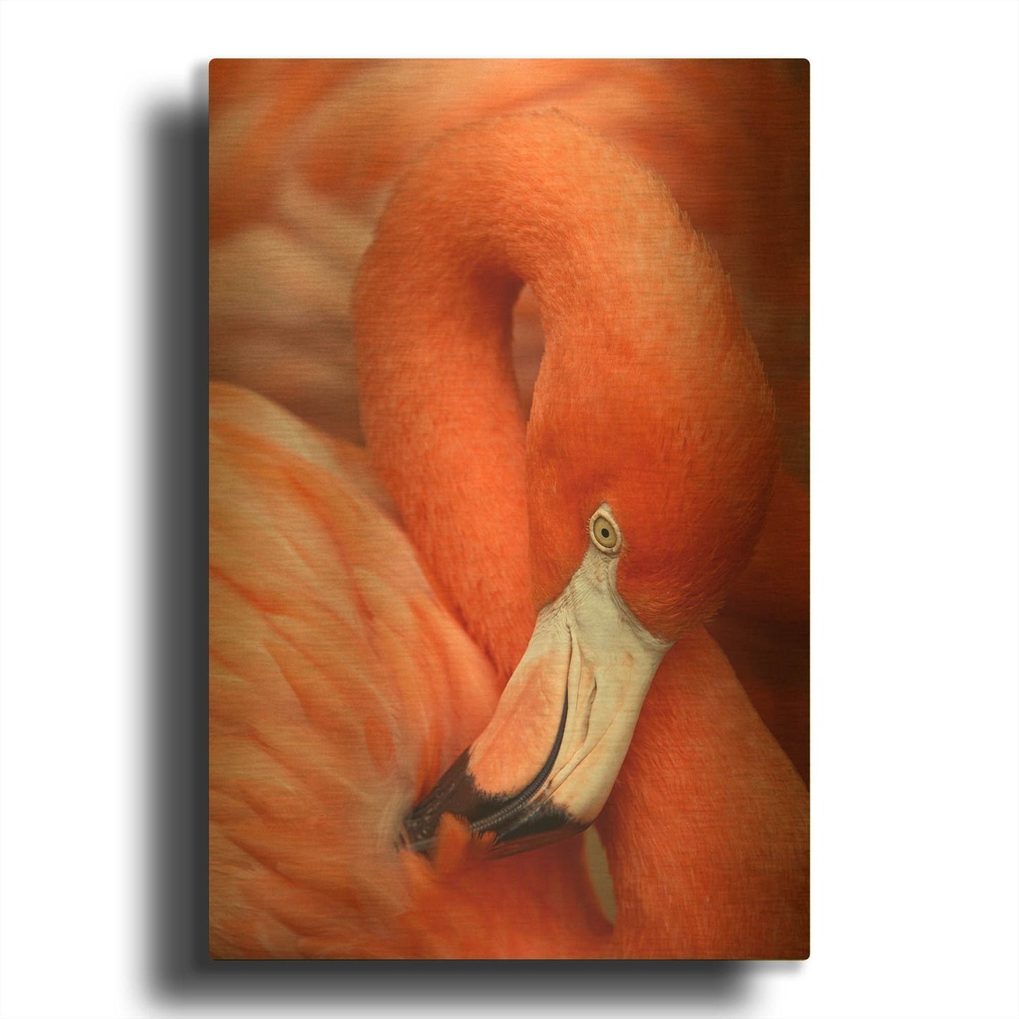 'Flamingo Closeup 9801' By Mike Jones Gold Metal Wall Art