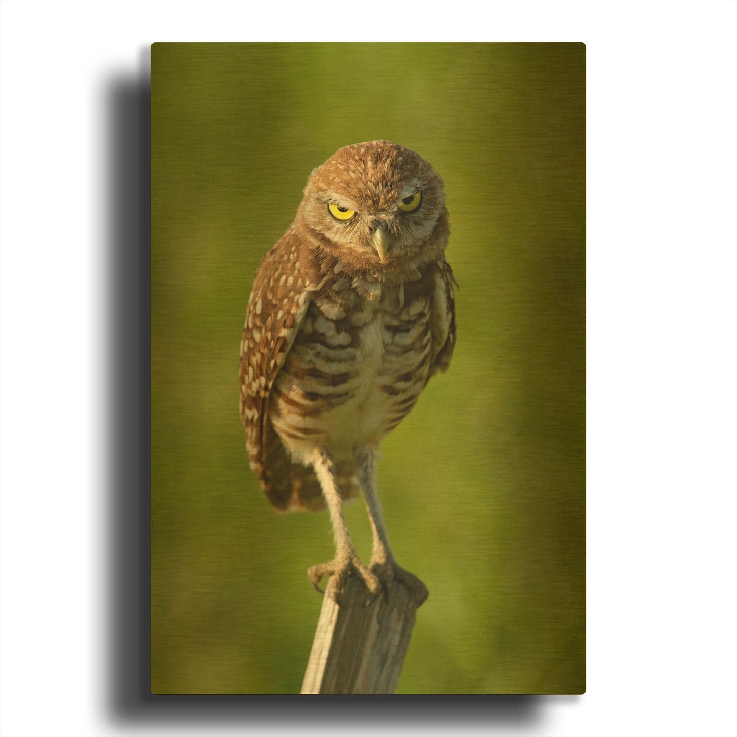 'Mad Burrowing Owl 4183' By Mike Jones Gold Metal Wall Art