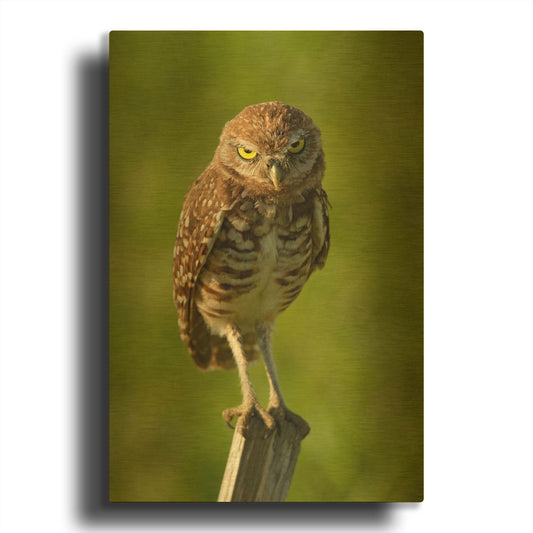 'Mad Burrowing Owl 4183' By Mike Jones Gold Metal Wall Art