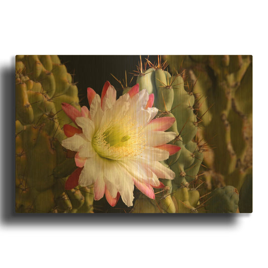 'Night Cactus Bloom Az 8663' By Mike Jones Gold Metal Wall Art