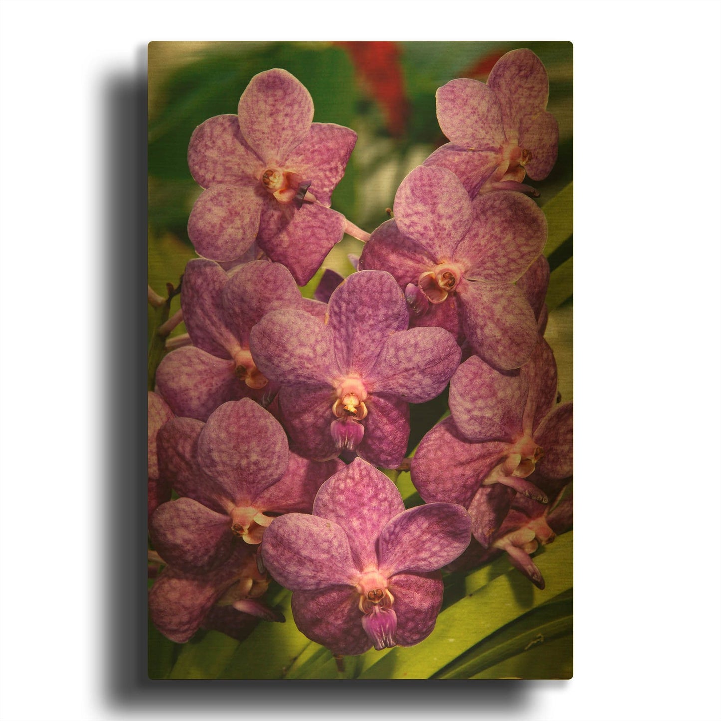'Orchids Purple Fl 9222' By Mike Jones Gold Metal Wall Art