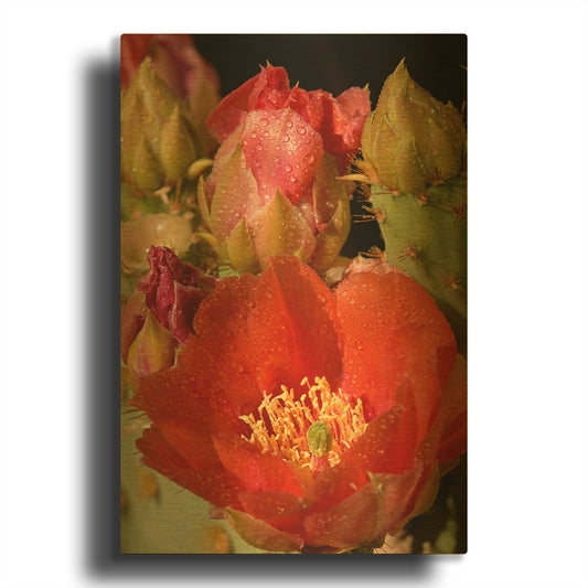 'Prickly Pear Blooms 0287' By Mike Jones Gold Metal Wall Art