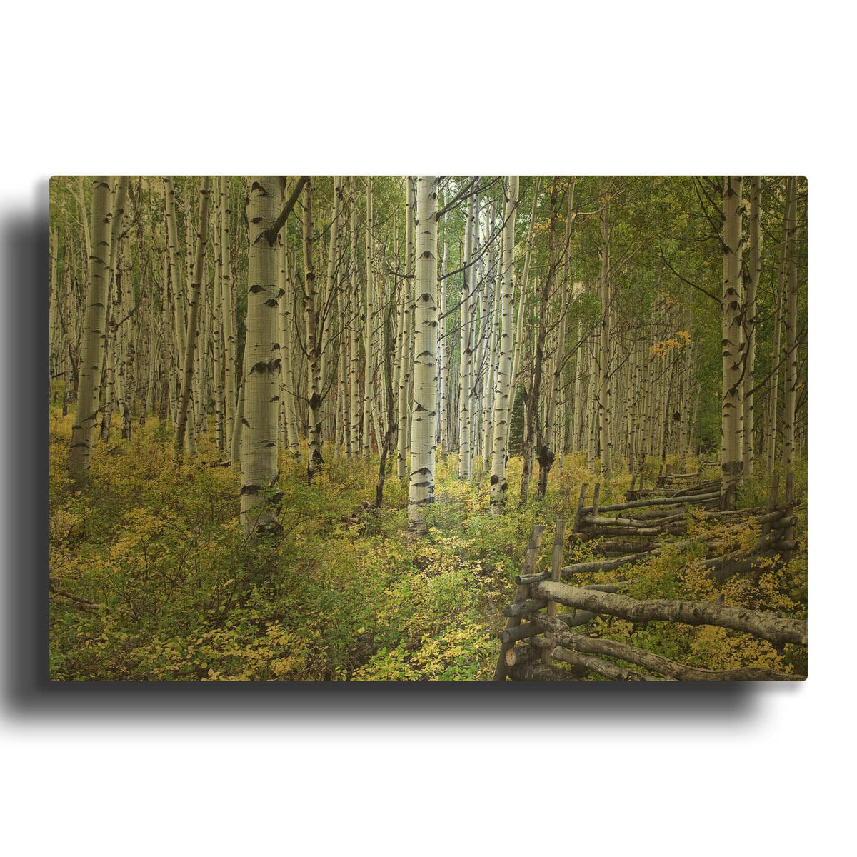 'Aspen Grove Rail Fence' By Larry Malvin Gold Metal Wall Art