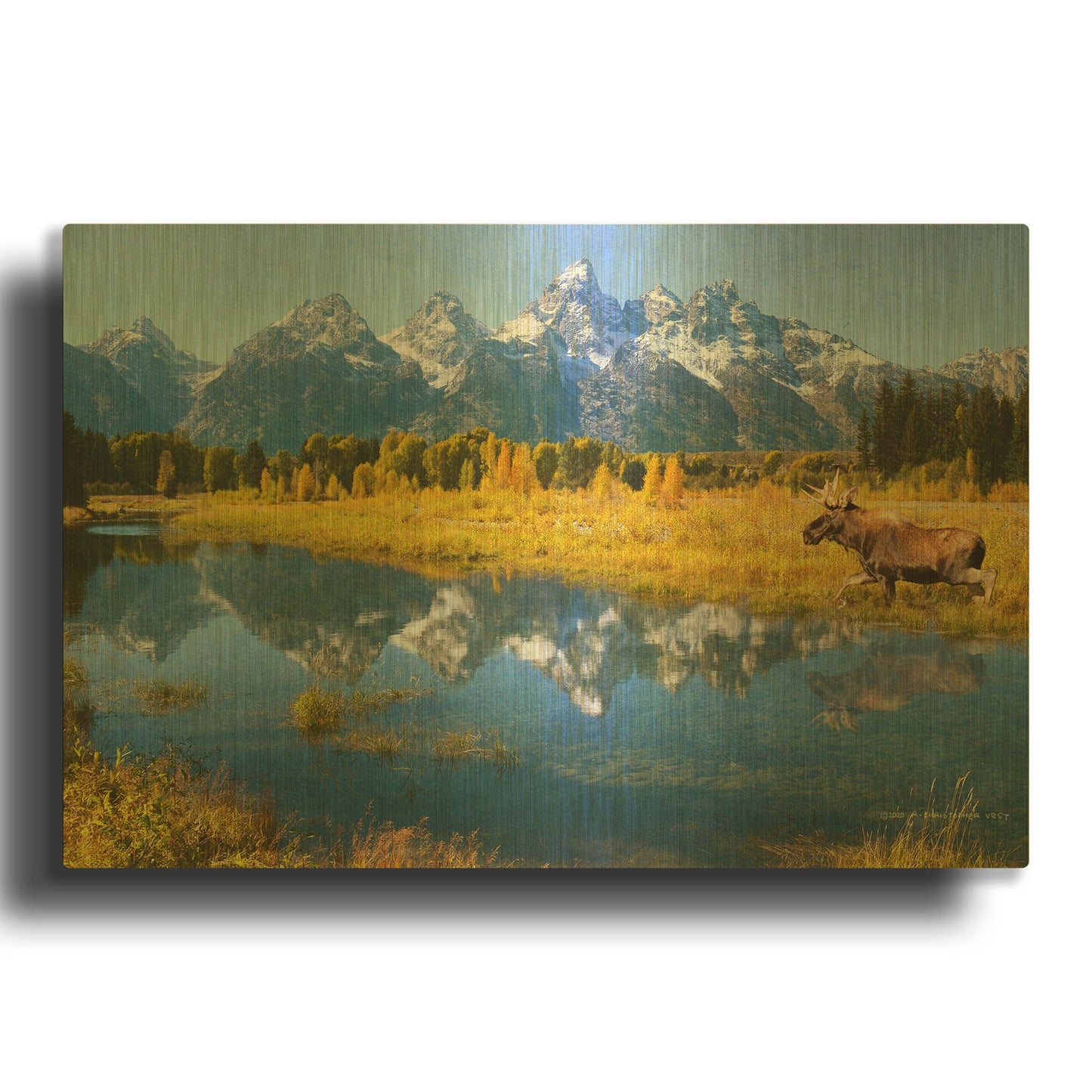 'Grand Teton Reflections Moose' By Chris Vest Gold Metal Wall Art