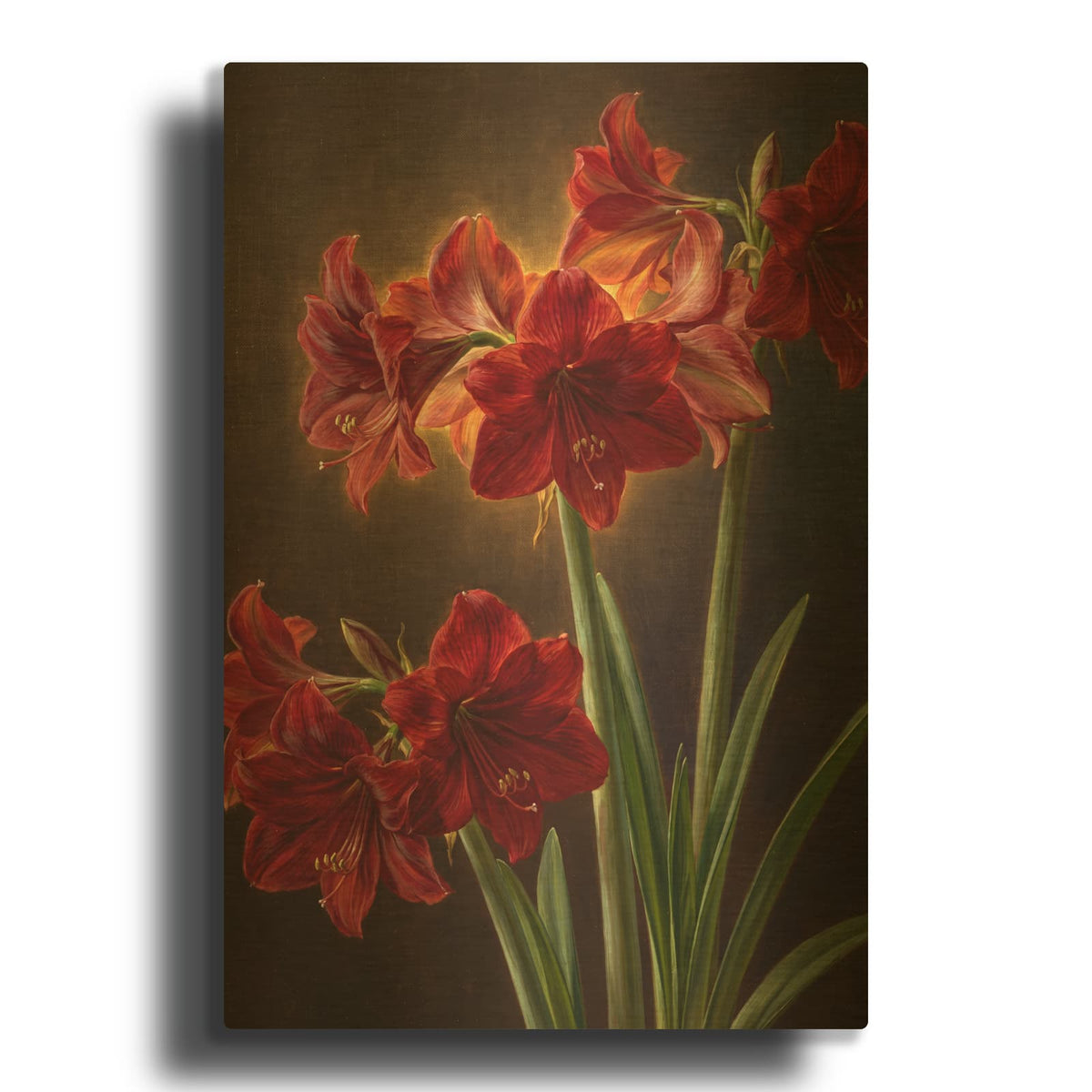'Amaryllis Trumpet Light' By Veve Gold Metal Wall Art