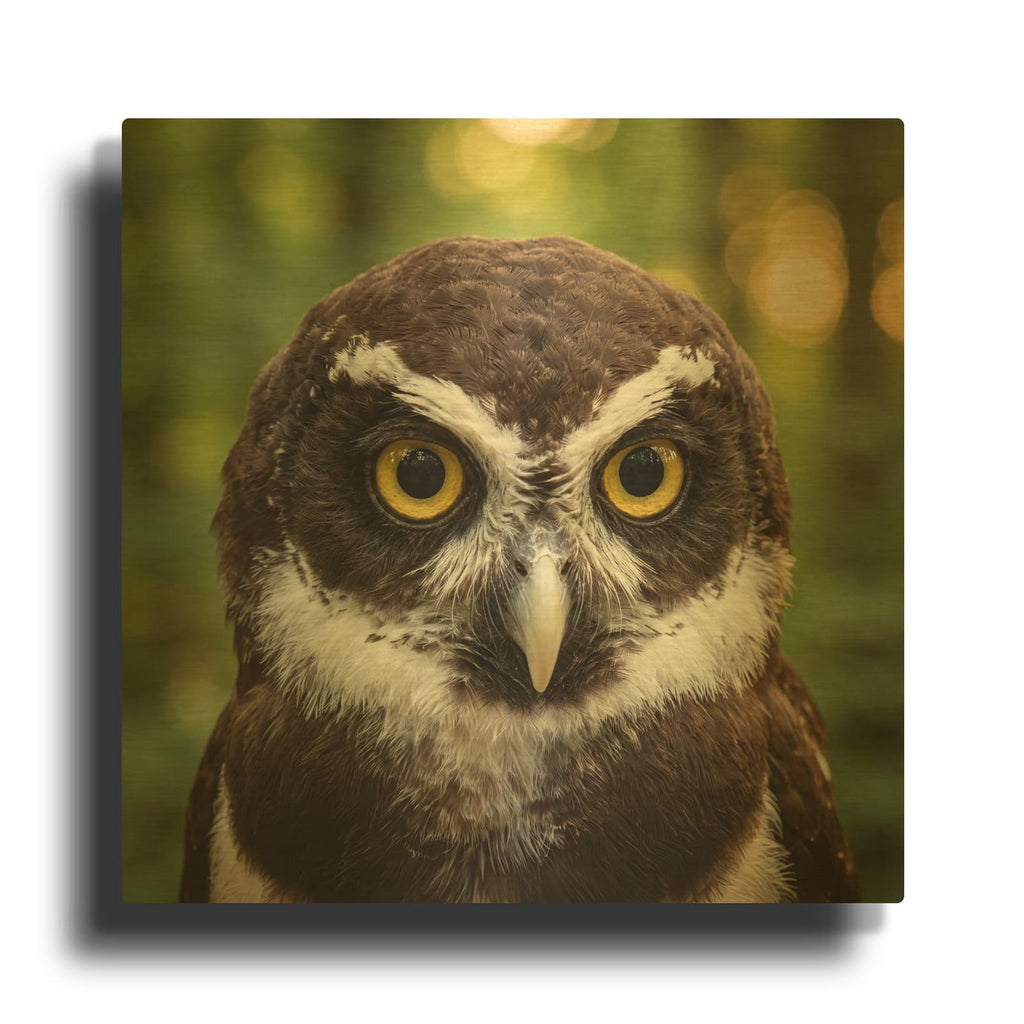 'Jungle Spectacles Owl' By Veve Gold Metal Wall Art