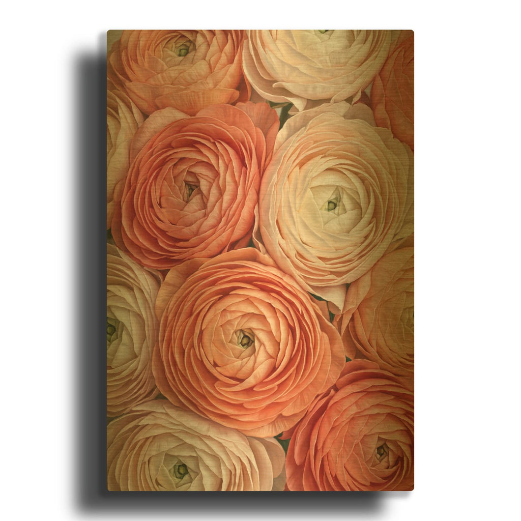 'Ranunculus Ruffles' By Veve Gold Metal Wall Art