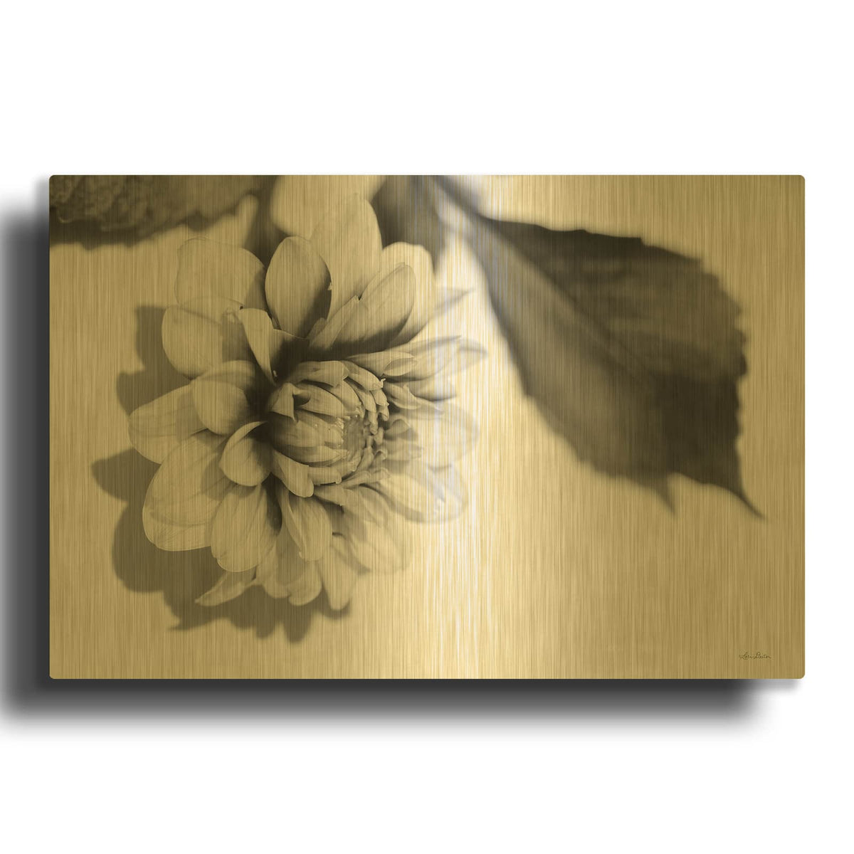 'White Dahlia I' By Lori Deiter Gold Metal Wall Art